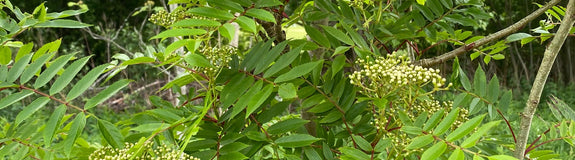 Detail Japanse lijsterbes - Sorbus commixta