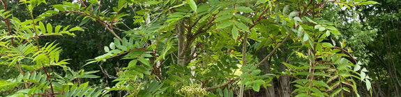 Japanse lijsterbes - Sorbus commixta