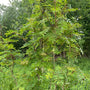 Japanse lijsterbes - Sorbus commixta