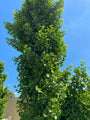 Japanse notenboom - Ginkgo biloba 'David'