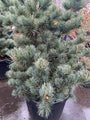 Japanse pijnboom - Pinus parviflora 'Negishi'