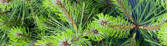 Japanse rode den - Pinus Densiflora 'Jane Kluis'