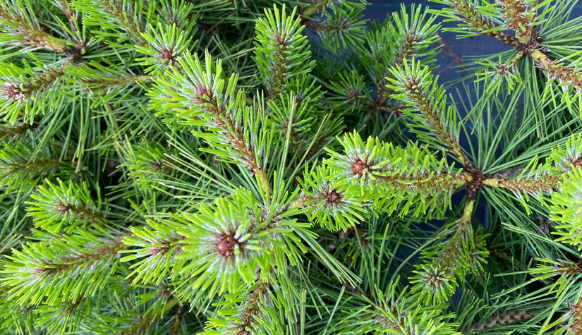 Japanse rode den - Pinus Densiflora 'Jane Kluis'
