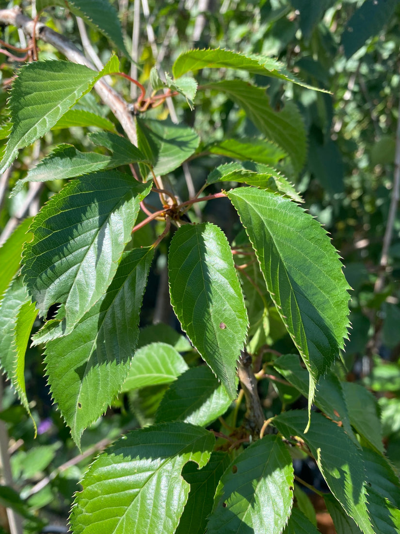 Japanse sierkers - Prunus 'kiku-shidare-zakura'