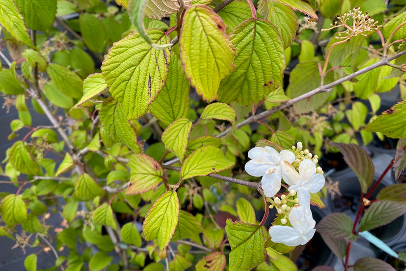 Japanse sneeuwbal - Viburnum plicatum 'Kilimandjaro'