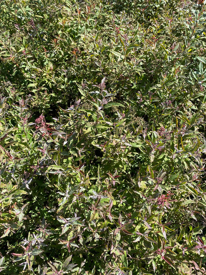 Japanse spirea - Spiraea japonica