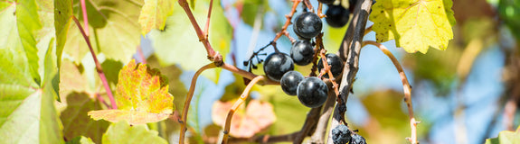 Japanse wijnstok - Vitis coignetiae druif