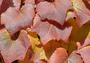 Japanse wijnstok - Vitis coignetiae bladverkleuring 