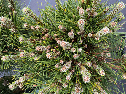 Japanse zwarte den - Pinus thunbergii 'Sayonara'
