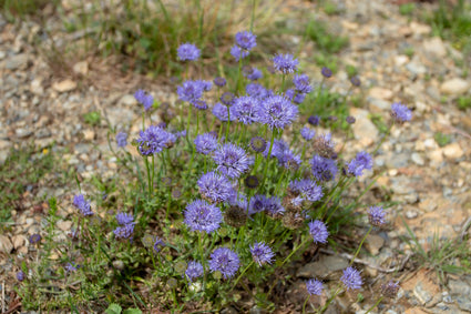 Jasione-laevis-Blaulicht-Zandblauwtje.jpg