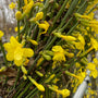 Winterjasmijn - Jasminum nudiflorum in bloei