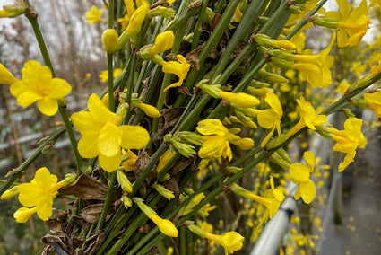 Winterjasmijn - Jasminum nudiflorum in bloei