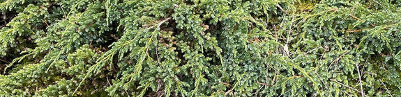 Jeneverbes-Juniperus-communis.jpeg