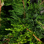 Jeneverbes - Juniperus media 'Mint Julep'