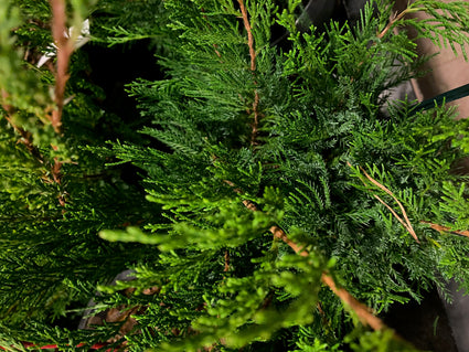Jeneverbes - Juniperus media 'Mint Julep'