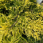 Jeneverbes - Juniperus x pfitzeriana 'King of Spring'