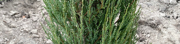 Jeneverbes-Juniperus