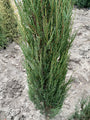 Jeneverbes-Juniperus