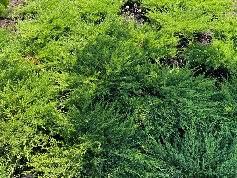 Jeneverbes - Juniperus horizontalis
