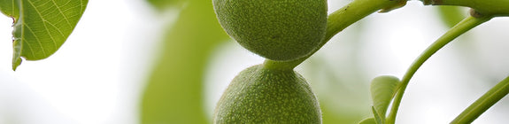 Japanse Hartnoot - Juglans ailantifolia ‘Grimo Manchurian’