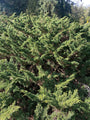 Chinese jeneverbes - Juniperus chinensis 'Globosa Cinerea'