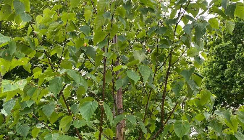 Kamtsjatka Berk - Betula ermanii