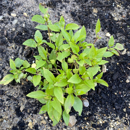 Kaneelbasilicum - Ocimum basilicum 'Cinnamon'