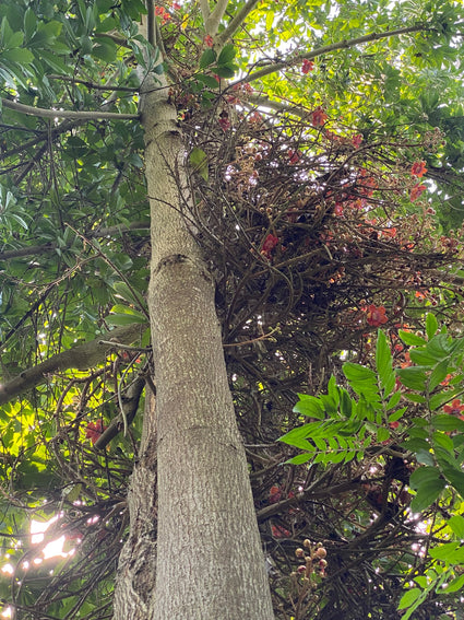 Kanonskogelboom - Couroupita guianensis