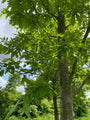 Blad van de Kastanjebladige eik - Quercus castaneifolia