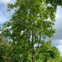 Kastanjebladige eik - Quercus castaneifolia