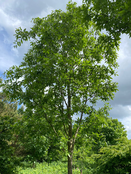 Kastanjebladige eik - Quercus castaneifolia