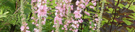 Kattenstaart - Lythrum salicaria 'Blush'