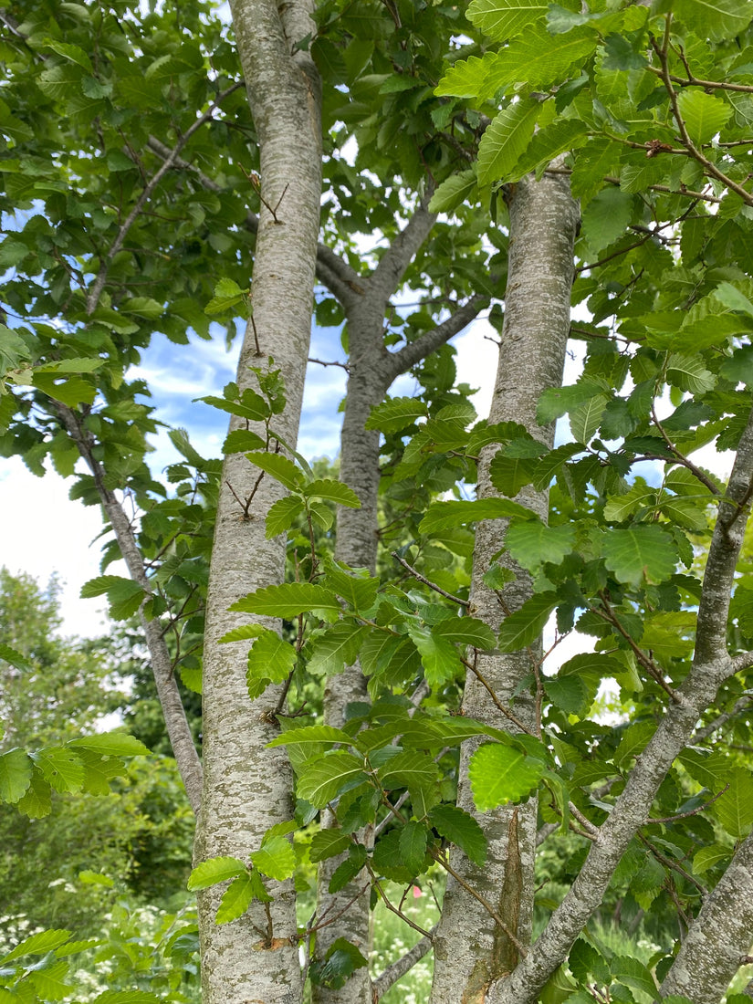 Kaukasische schijniep - Zelkova carpinifolia - Stam