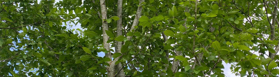 Kaukasische schijniep - Zelkova carpinifolia