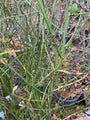 Ranonkelstruik - Kerria japonica 'Pleniflora' (foto November)