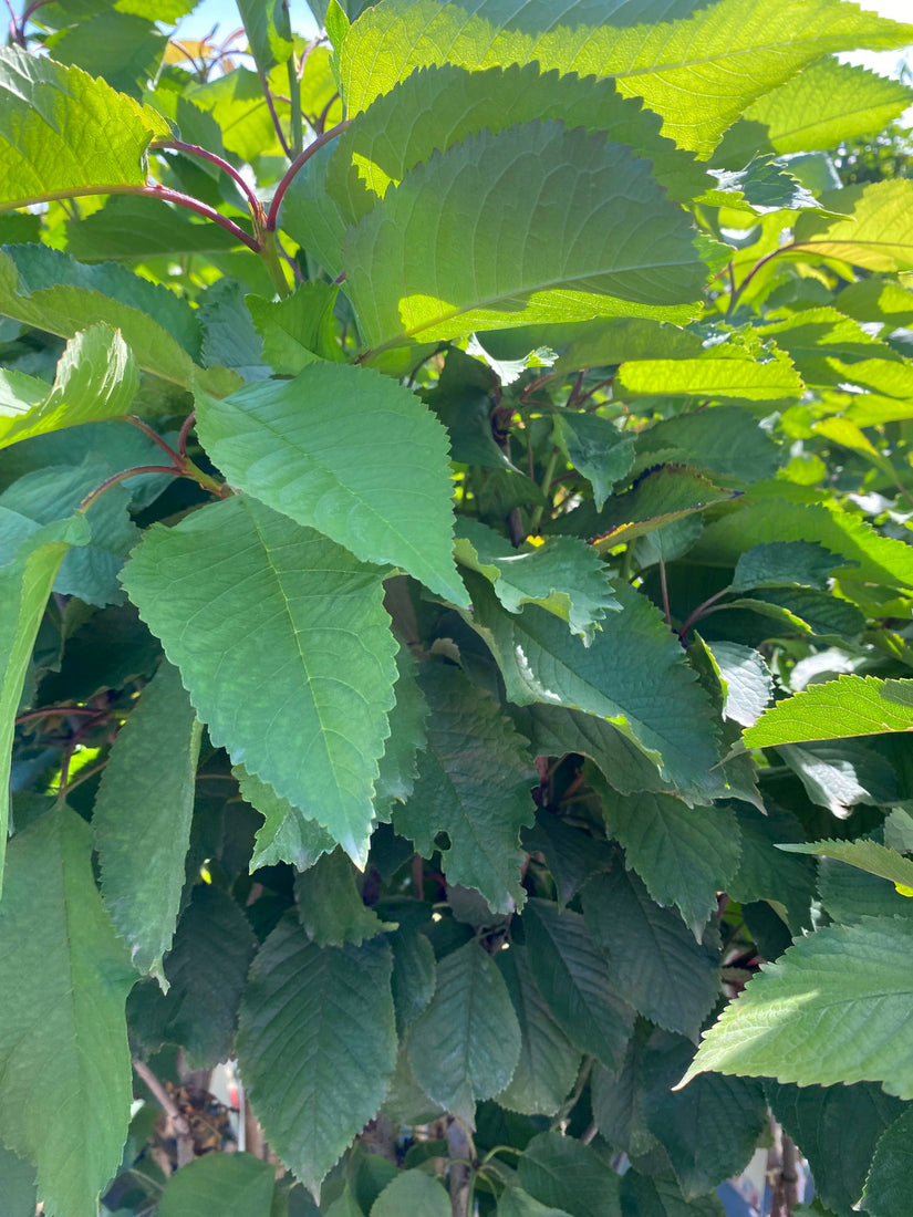 Kersenboom - Prunus avium 'Hedelfinger'