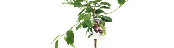 Prunus Avium 'Regina'