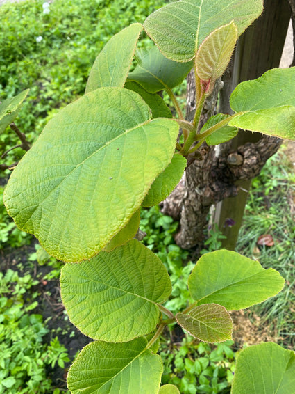 Kiwi - Actinidia chinensis