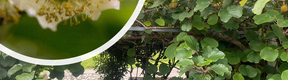 Met kiwi klimplanten kunt u eten uit eigen tuin