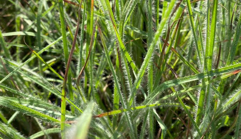 Klein prairiegras - Schizachyrium scoparium siergras