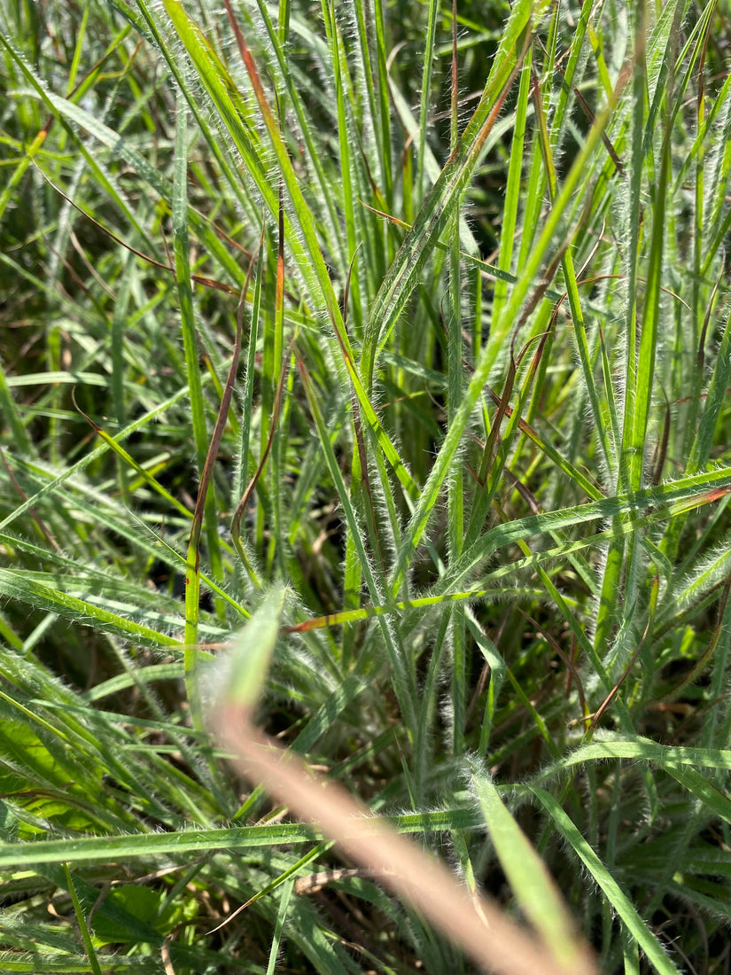 Klein prairiegras - Schizachyrium scoparium siergras