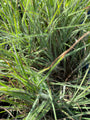 Klein prairiegras - Schizachyrium scoparium 'Ha Ha Tonka'