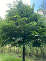 Kleinbladige linde boom - Tilia cordata