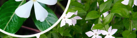 Kleine maagdenpalm - Wit bloeiende bodembedekker