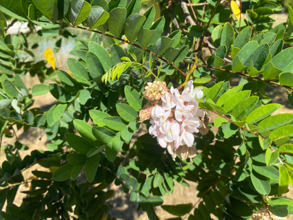 Kleverige acacia - Robinia viscosa in bloei