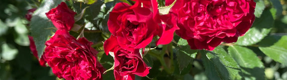 Klimroos - Rosa 'Crimson Siluetta'