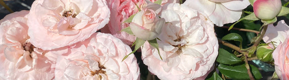 Klimroos - Rosa 'Mini Eden Rose'