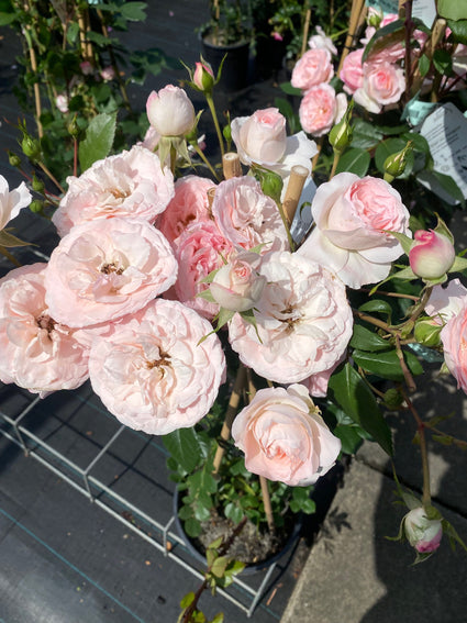 Klimroos - Rosa 'Mini Eden Rose'