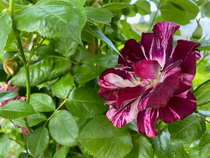 Klimroos - Rosa 'Purple Splash' bloem