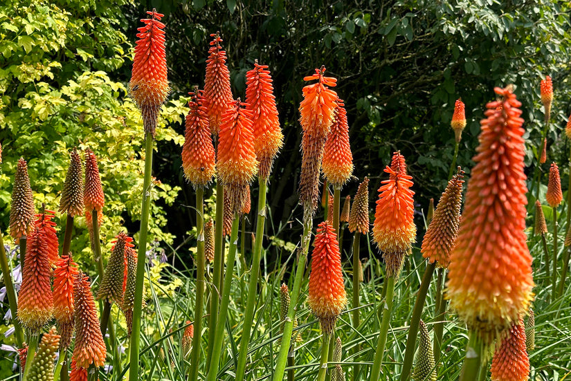 Vuurpijl - Kniphofia 'Royal Standard'